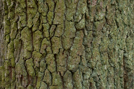 part of a big tree with a green bark