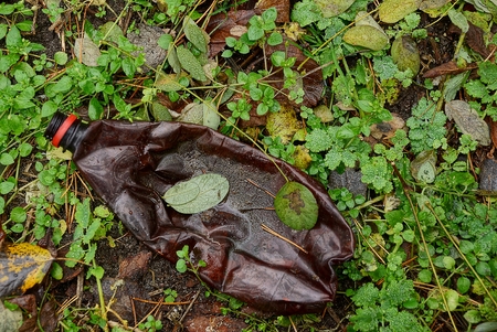 empty plastic bottle in the grass