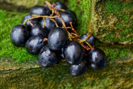 blue berries of ripe grapes on stones covered with mossの写真素材