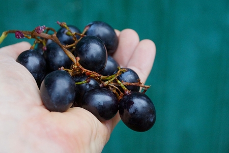 a bunch of blue ripe grapes on an open palmの写真素材