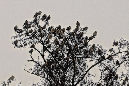 black and gray birds sit on the branches of a tree against a gray autumnal skyの写真素材