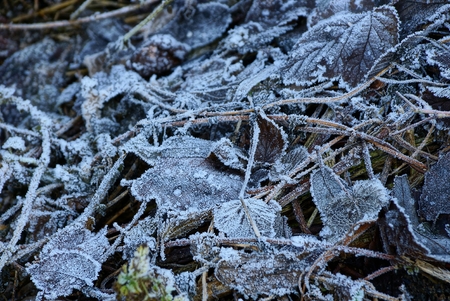 gray fallen leaves covered with white frost