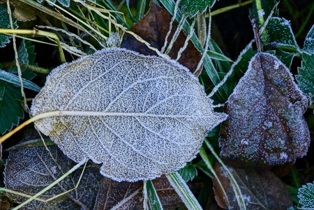 Large fallen leaves on the grass covered with hoarfrost