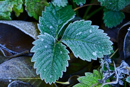 a green leaf covered with hoarfrost on a bush of strawberries in the gardenの写真素材