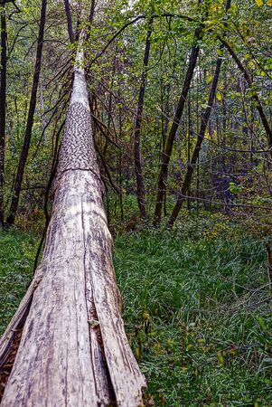 gray trunk of a dry fallen tree in a green grass in a forested forest