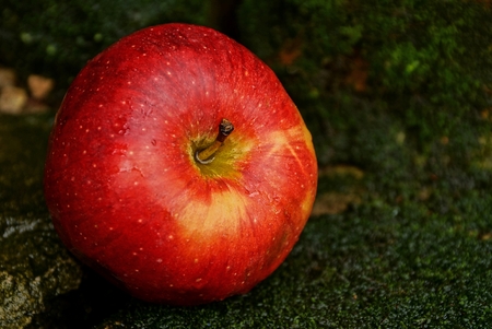 red wet and ripe apple lies on a green mossの写真素材