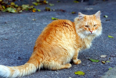 big red cat sitting in the yard on the asphalt