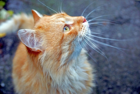 beautiful redhead cat looking up on the street