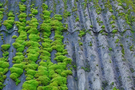 gray old slate on the roof overgrown with green moss