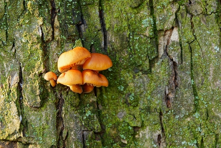 brown mushrooms on the bark of a large tree in the forest