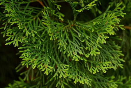 green coniferous branches on a decorative treeの写真素材