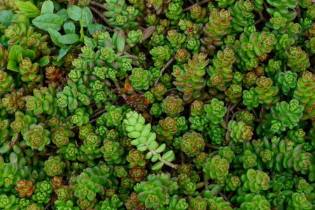 Green background of small ornamental plants in the natureの写真素材