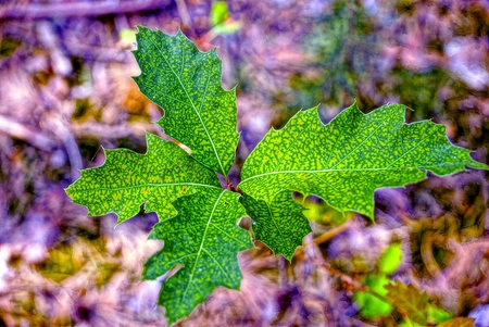 small tree with green leaves in the forest