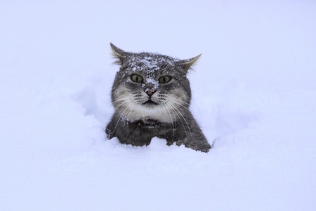 gray cat sitting in white snowdriftの写真素材