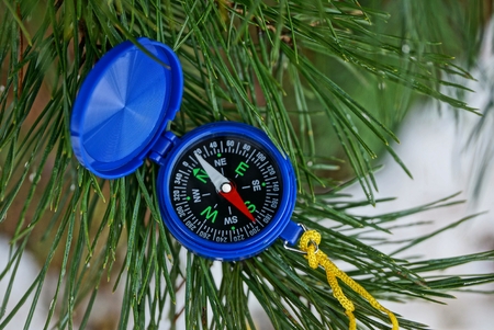 blue open compass lies on a green pine branch in a needle