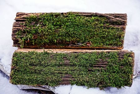 two logs in snow and green mossの写真素材