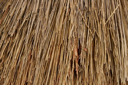 brown texture of dried small straw branchesの写真素材