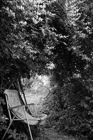 Summer armchair under a large jasmine bushの写真素材