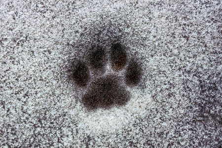 Imprint of a cat's paw on the snow on the roadの写真素材