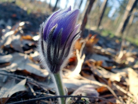 one small furry forest flower on the nature