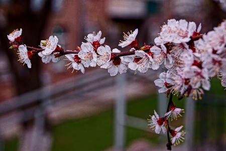 red white flowers on a cherry branch in the gardenの写真素材
