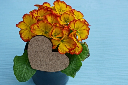 a bouquet of colored flowers in a flowerpotの写真素材