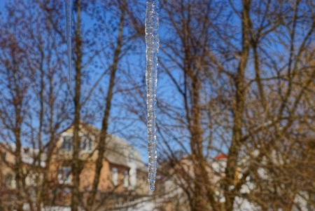 a large transparent icicle on nature against a background of tree branches and a blue skyの写真素材