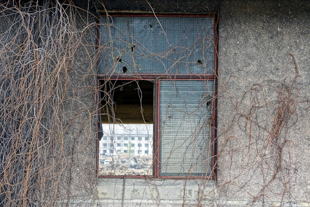 a broken old window on a gray wall overgrown with dry branches of vegetation