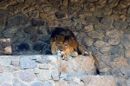a large brown lion lies on the stones near the wall