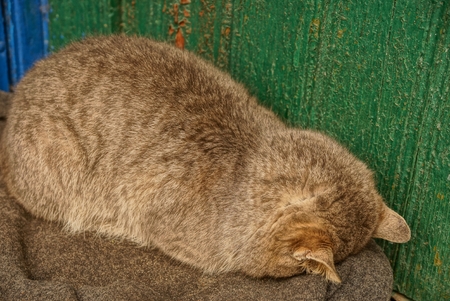 big gray catの写真素材