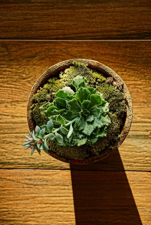 pot with decorative plant and flower on a brown tableの写真素材