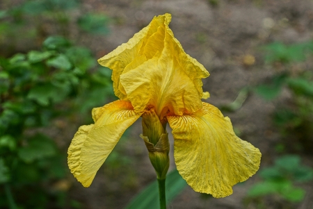 a large bud of a yellow iris flower
