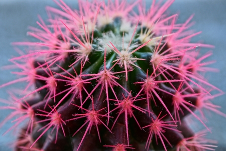 large round green cactus with red needlesの写真素材