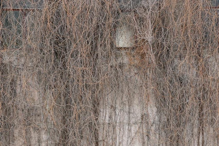 gray brown texture from dry branches on a wall