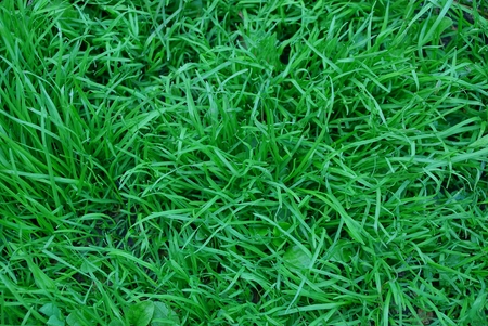 natural texture of a long grass on a lawn