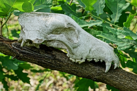 white animal skull on branch with green leavesの写真素材