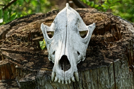 a large white skull of an an animal on a gray stumpの写真素材