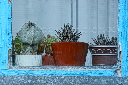 a row of cacti in pots behind glass