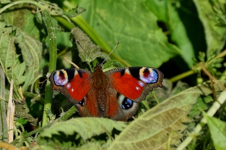 a colored butterfly sits on the green leaves of a plantの写真素材