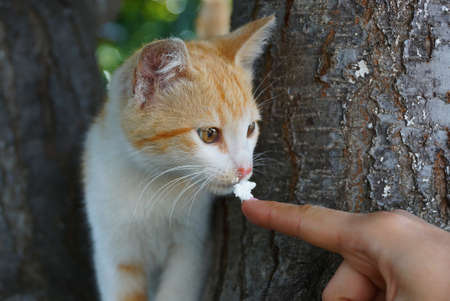 small spotted cat eats white fodder with fingerの写真素材