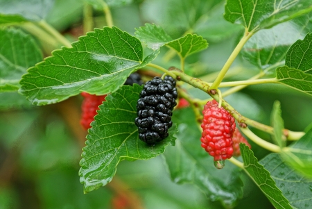 Blackberry mulberry on branch with green leavesの写真素材
