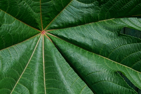 Natural vegetative texture from a large green leafの写真素材