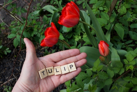red tulips in the garden and the word from the wooden letters on the palm of the handの写真素材