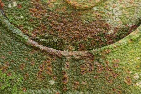 brown green rusty metal texture from old wallの写真素材