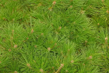 Natural vegetative green texture of pine needles on branches