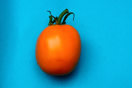 large fresh yellow tomato lies on a blue tableの写真素材