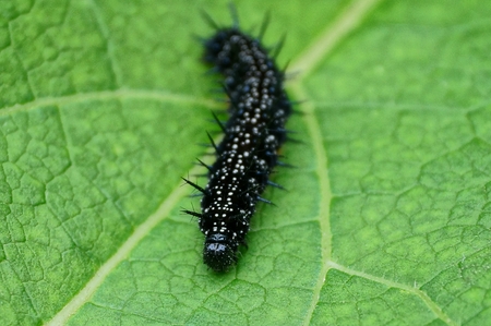 a large black caterpillar sits on a piece of green leafの写真素材