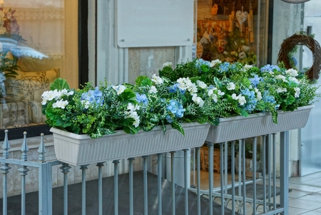 two white flowerpots with decorative green vegetation and flowers on the fence rods at the glass window in the streetのeditorial素材
