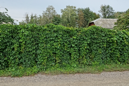 Part of a fence overgrown with green vegetation with leaves on the streetの写真素材