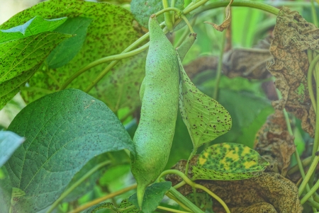 one large pod of beans on a branch of green and brown leavesの写真素材